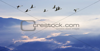 Flock of birds flying above the mountains
