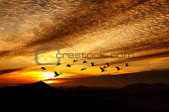 Orange sunset with flying crane birds