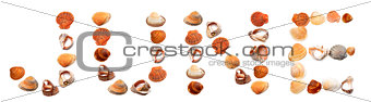 J U N E text composed of seashells