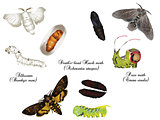 Amazing insect world - moths