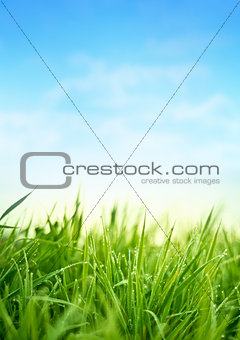 Fresh Spring Grass