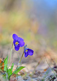 Viola odorata flowers blooming