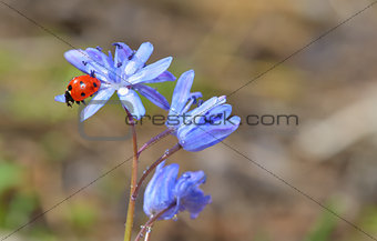 Ladybug sitting on a spring flower