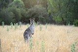 Female kangaroo with joey