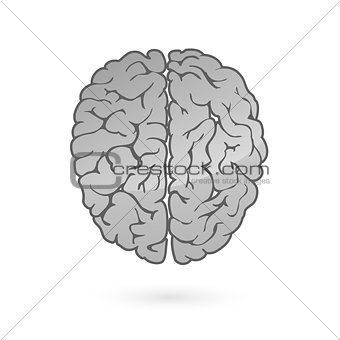 Human brain for medical design