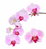 Pink orchid, isolated