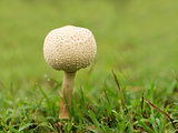 Young Mushroom in Wet Grass 