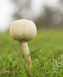 Queensland Rain Season Mushroom in Wet Grass 