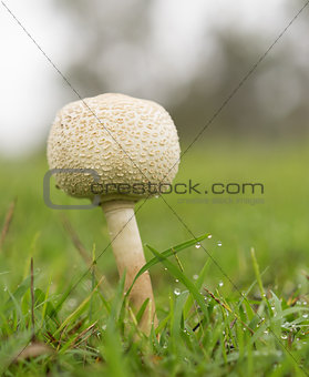 Queensland Rain Season Mushroom in Wet Grass 