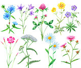 set of meadow flowers