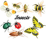 set of watercolor insects