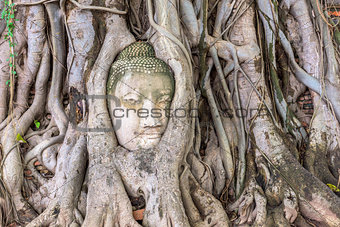 Ancient Buddha Head