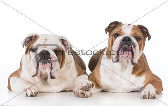 two bulldogs