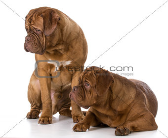 two dogue de bordeaux puppies