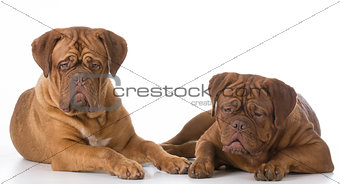 two dogs laying down
