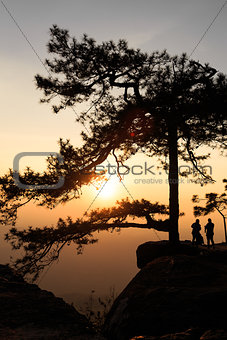 Silhouetted pine tree with sunset