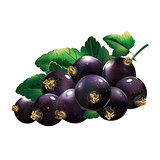 Black Currant With Leaves