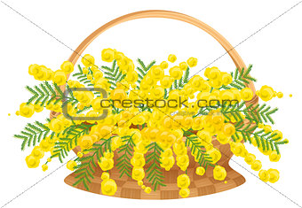 Wicker basket with flowers mimosa