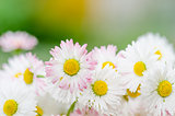 Bouquet of small delicate daisy, close-up
