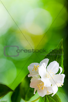 Beautiful flowers of a jasmin, close up. 
