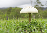 Overcast Queensland landscape with Mushroom