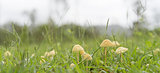 Australian Panorama Landscape View of Small Mushrooms in Green g