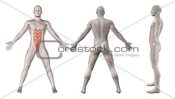 3D images showing male figure with abdominal muscles - rectus ab