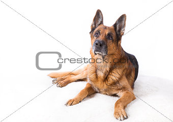 Shepherd dog