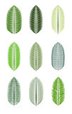 Palm Leaf Isolated Vector Illustration