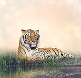 Male Tiger Resting