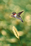 Hummingbird in the garden vertical image