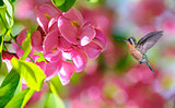 Hummingbird over blurred pink tropical flowers in background