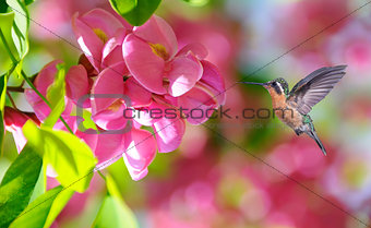 Hummingbird over blurred pink tropical flowers in background