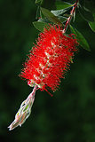 Red bottle-brush tree (Callistemon)