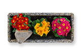 Top view of pots of spring flowers
