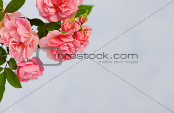 branch of pink climbing rose