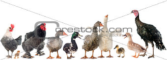 group of poultry