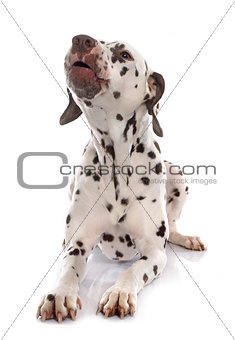 young female dalmatian barking