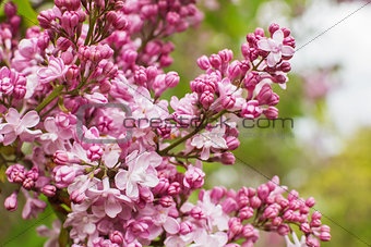 branch with spring lilac flowers closeup