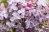 Macro image of spring lilac flowers