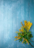 Branch blooming mimosa on blue wooden board