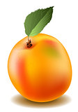 Apricot in mash