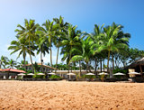 Palms on a beachfront