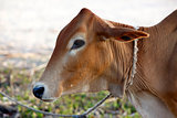 African cow