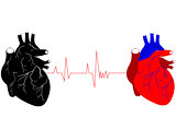 two human hearts