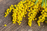 French mimosa with catkins