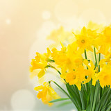 spring yellow  narcissus