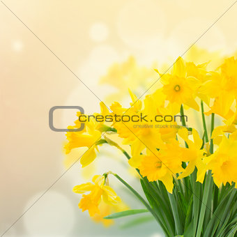 spring yellow  narcissus