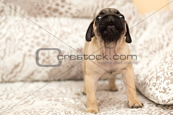 Lovely pug puppy playing with a girl