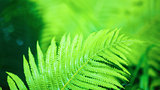 Bright green fern